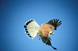 Australian Birds In Flight Stampe: BIR0246d