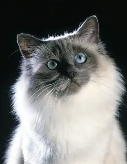 Stampe di Birmana Cattura di Jean Michel Labat Si prega di notare che le stampe sono destinata solo a scopi di visualizzazione personale e potrebbero non essere riprodotte in alcun modo Birmania Stampe: Gatto Birmana