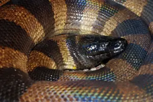 Reptile Wildlife Photos Stampe: Bismark Ringed Python - Found only on the islands of the Bismark Archipelago