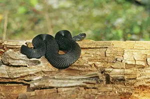 Vipera Berus Images Stampe: Black Adder