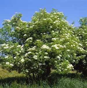 Sambucus Nigra Plant Stampe: Black Elder