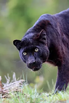 Stampe di Panthera pardus leopardo nero WAT-16713 M. Watson Prendere nota che le stampe sono destinati solo a scopi di visualizzazione personale e potrebbero non essere riprodotte in alcun modo Immagini datate 2009 giugno: Leopardo nero - sussurrando