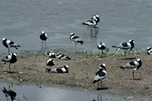 Wading Birds Images Stampe: Blacksmith Plover