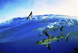 Shark Conservation Images Stampe: Blacktip Sharks - Split-level view, above and underwater. Island Rangiroa, Polynesia