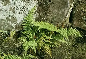 Bob Gibbons Photography Stampe: Bladder Fern