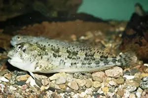 Blenny Fish Stampe: Blenny