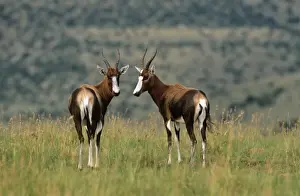 M Watson Wildlife Photographer Stampe: Blesbok