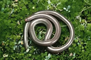 Jean Paul Ferrero Photography Stampe: Blind Snake