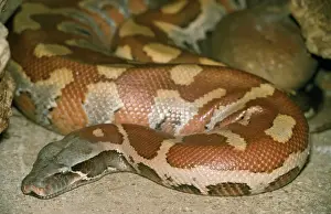 Stampe di Python Curtus PM 8780 di Malaysia e Indonesia -Nota che le stampe sono destinata solo a scopi di visualizzazione personale ed eventualmente non possono essere riprodotte in alcun modo Pitone Di Sangue Stampe: Pipetta di Sangue Malasia ed Indonezia