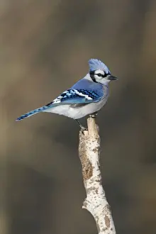 Personal Use Prints Available Stampe: Blue Jay