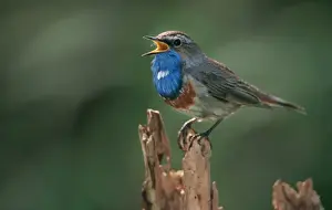 Johan De Meester Photography Stampe: Bluethroat - singing