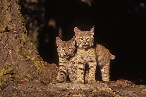Personal Use Wildlife Artwork Stampe: Bobcat Kittens