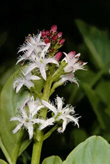 Menyanthes Trifoliata Stampe: Bogbean
