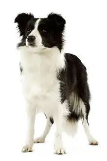 Stampe di La 3525 Cane da pastore di colla Jean Michel Labat Si prega di notare che le riproduzioni sono destinati solo a scopi di visualizzazione personale e potrebbero non essere utilizzate per altre Immagini datate 2006 aprile: Colle di confine