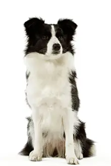 Jean Michel Labat Photography Stampe: Border Collie