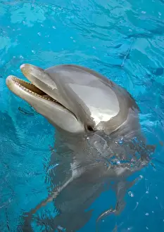 Bottlenose Dolphin Pictures Stampe: Bottlenose Dolphin - at surface