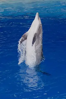 Bottlenose Dolphin Pictures Stampe: Bottlenose Dolphin - Tail dancing