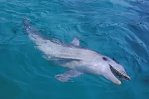 Bottlenose Dolphin Pictures Stampe: Bottlenosed dolphin