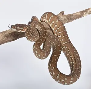 Reptile Photography Australia Stampe: Bredl Python - Australia