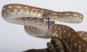 Oceania Wildlife Images Stampe: Bredl Python - intimidation posture - Australia