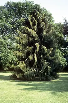 Evergreen Trees Stampe: Brewer Spruce