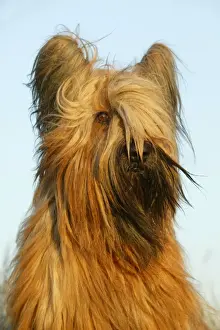 Jean Michel Labat Photographer Stampe: Briard