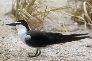 Personal Use Prints Only Stampe: Bridled Tern
