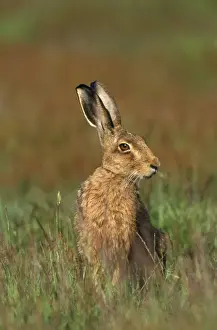 Stampe di CK-1793 Coniolo d'Europa Lepus capensis di Chris Knight Prendere nota che le stampe sono destinati solo a scopi di visualizzazione personale e potrebbero non essere riprodotte in alcun modo Capensis Stampe: Caccia al coniglio marrone