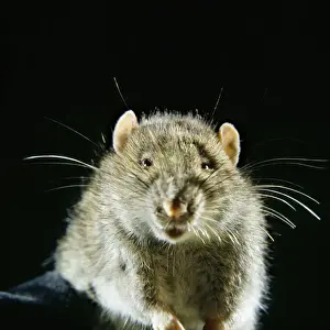 Stampe di AEB-2395 BRUNO COMUNE/NORVEGIA RATTO Ratte del Norvegio Elisabetta Bomfords Si prega di notare che le stampe sono destinate solo a scopi di visualizzazione personale e potrebbero non essere Ratto Marrone Stampe: Rat marrone