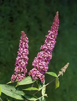 Purple Flowering Plants UK Stampe: Buddleia