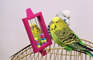 Immagini del 18 agosto 2008: Budgerigar