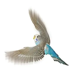 Tropical Parrot Images Stampe: Budgerigar - in flight in studio