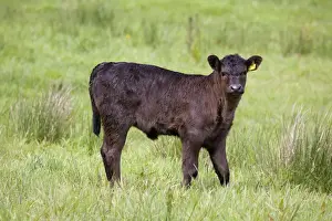 UK Farm Animals Stampe: Bullock - Cornwall - UK