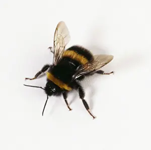 Stampe di BD-16060 FABIOLEO - con sfondo bianco Bombus lapponicus di Giovanni Danielli Si prega di notare che le stampe sono destinabili solo per scopi di visualizzazione personale e potrebbero non essere Immagini datate 2004 agosto: Fagiano Rosa