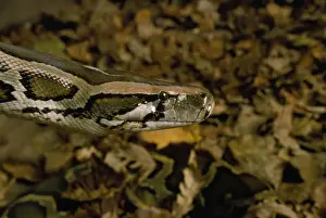 Stampa con cornice : Python del Birmania