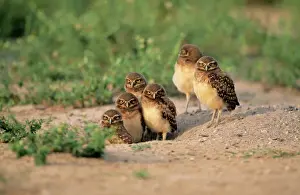 Stampe di Owl burrowante FG 10431 - sei sul terreno Athene cunicularia Francois Gohier Si prega di notare che le stampe sono destinabili solo per scopi di visualizzazione personale e non possono essere Gufo Di Tana Stampe: Falcone Stronzo di Terra