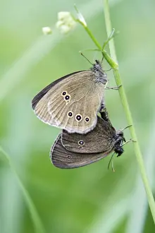 European Wildlife Insects Stampe: Butterfly, Ringlet - pair mating, perched on grass stalk, Lower Saxony, Germany