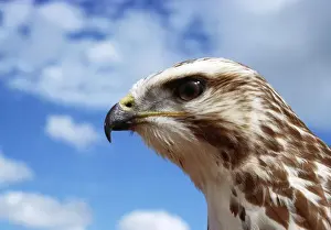 Jean Paul Ferrero Art Stampe: Buzzard