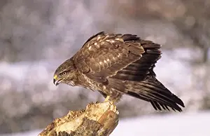 Nature Photography Artwork Stampe: Buzzard - calling