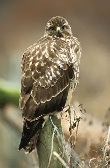 Bird On Fence Post Stampe: Buzzard - perched on post