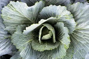 Edible Vegetables Stampe: Cabbage