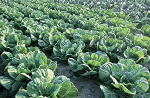 Vegetable Garden Images Stampe: Cabbages