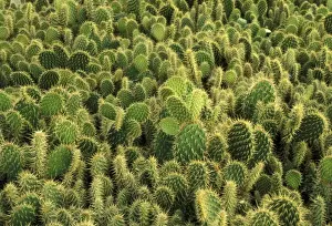 Prickly Plant Images Stampe: Cactus