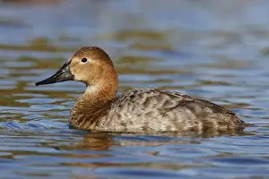 Jim Zipp Wildlife Photography Stampe: Canvasback
