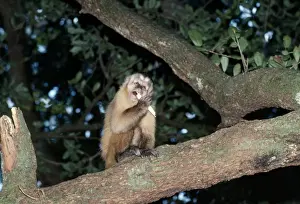 Primate Photography Prints Stampe: Capuchin Monkey