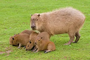 Caviidae Stampe: Capibara - con giovani