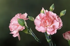 Carnation Flower Stampe: Carnation