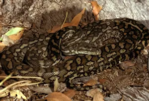 Australian Snakes Stampe: Carpet python - has heat sensory pits. Can reach 2. 5 metres