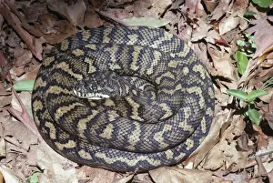 Australian Reptile Images Stampe: Carpet Python Snake East Australia