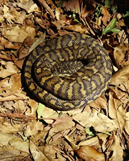 Tropical Wildlife Photos Stampe: Carpet Python - Sunning on a rainforest track